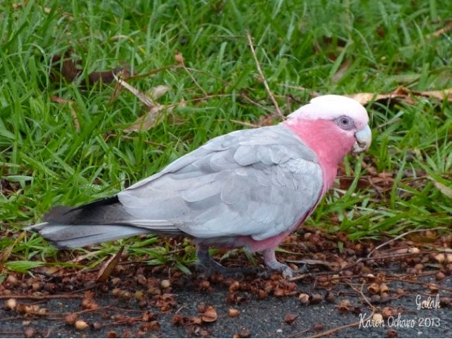 Galah at North Brisbane, Queensland