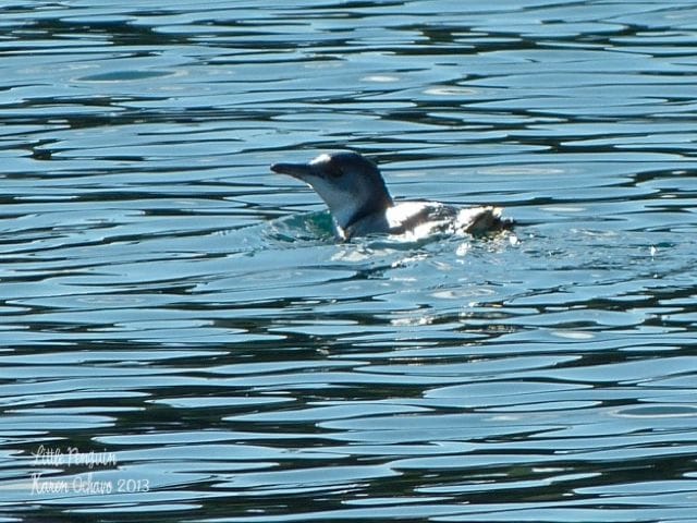 Little Penguin at Bruny Island, Tasmania