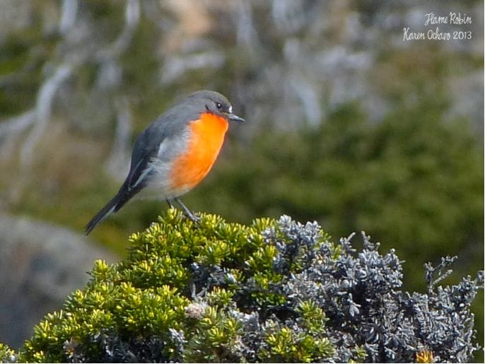 Flame Robin at Mt. Wellington, Hobart, Tasmania