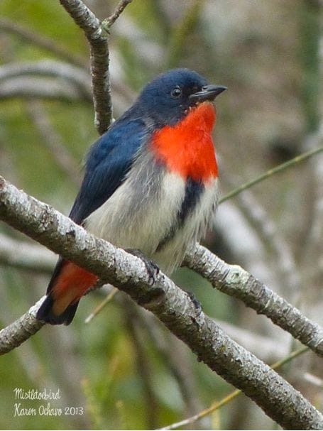 Mistletoebird at Boondall Wetlands, Brisbane, Queensland