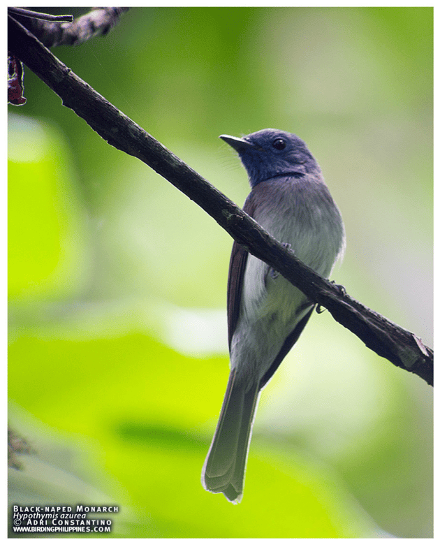 Black-naped Monarch. Photo by Adri Constantino.