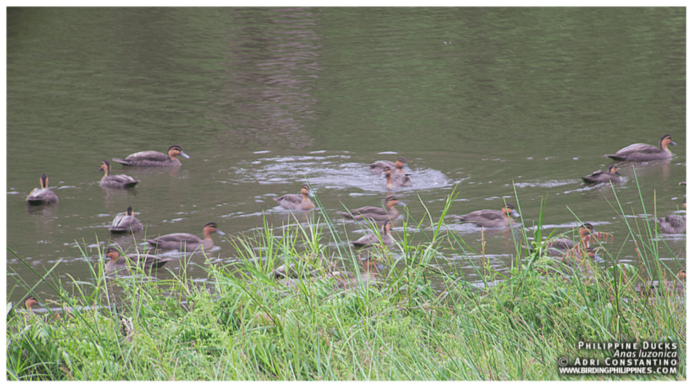 Philippine Ducks. Photo by Adri Constantino.