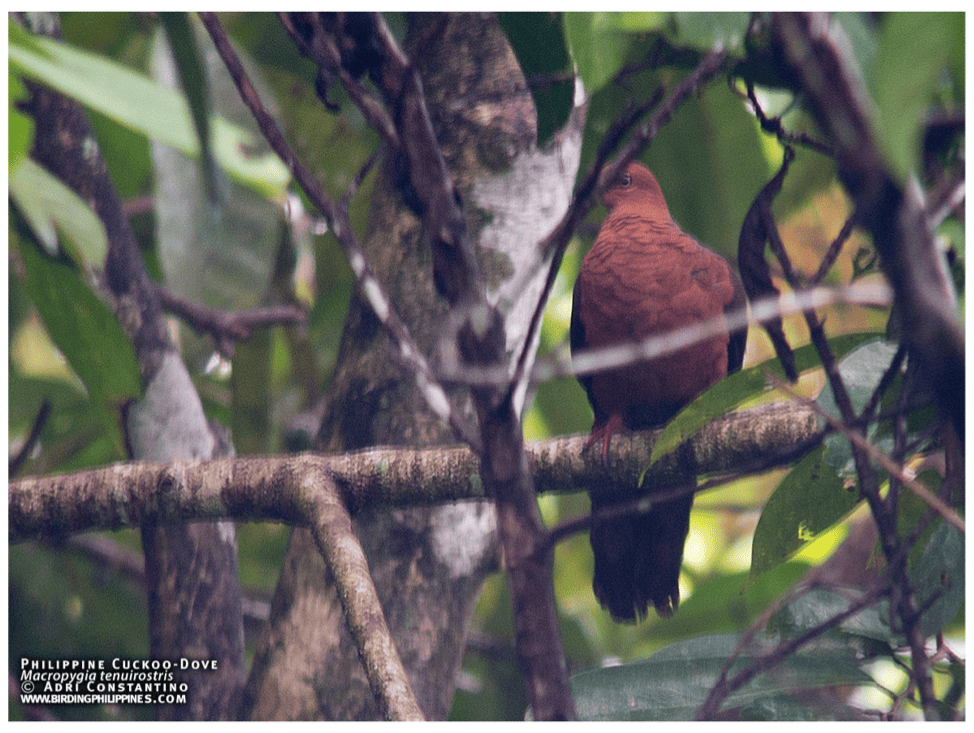 A Philippine Cuckoo-Dove playing hide and seek as the day is about to end. Photo by Adri Constantino