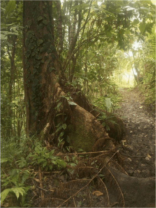 Good trails in Mt. Timolan. Photo by Adri Constantino