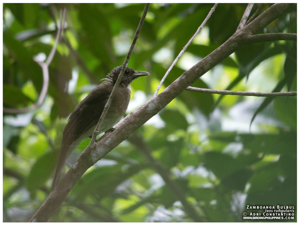 Zamboanga Bulbul. Photo by Adri Constantino