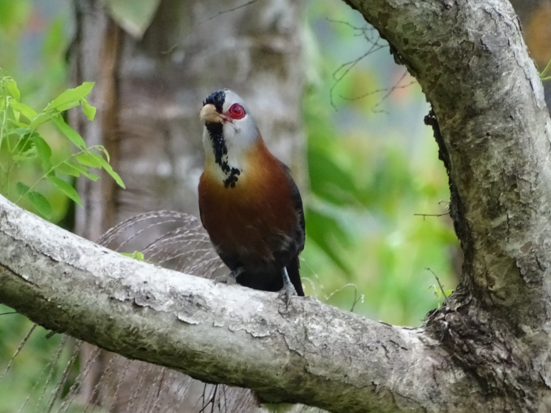 Scale-feathered Malkoha. Photo by Alexander Elias.