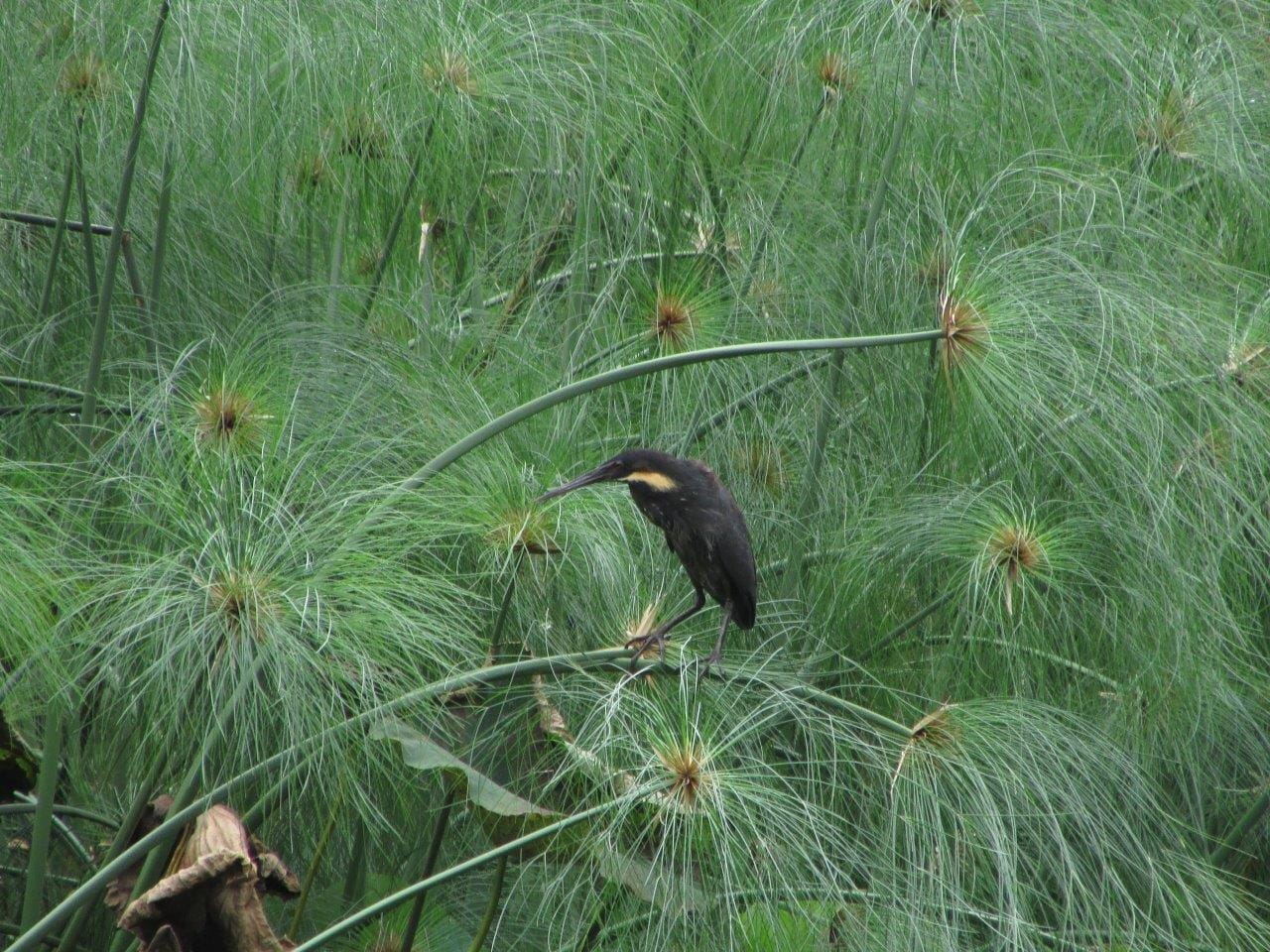 Black Bittern in Kilib farm. Photo by Alexander Elias.