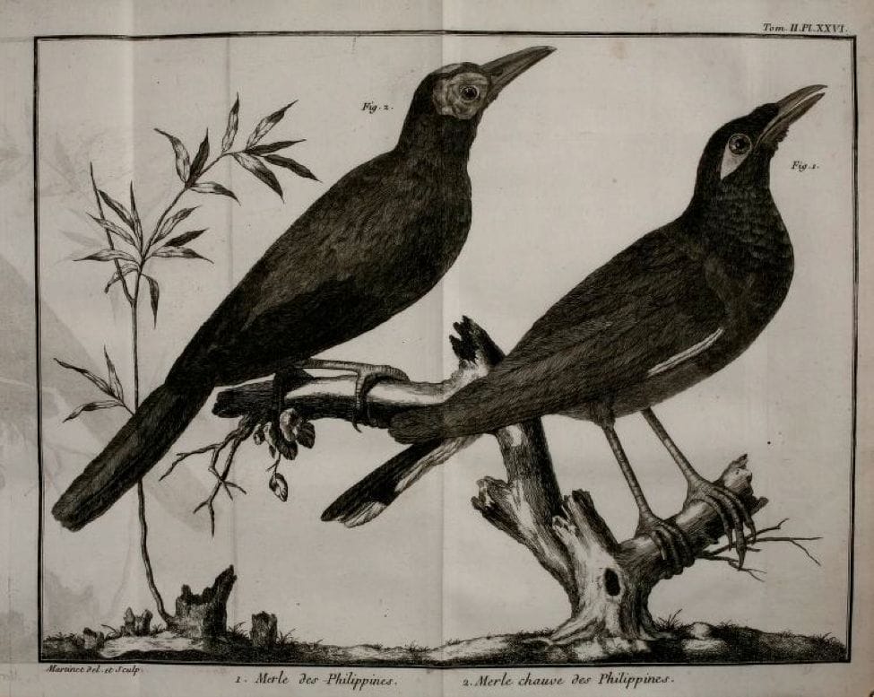 Brisson: (left) Merle chauve des Philippines (Coleto) ; (right) Merle des Philippines (Common Myna)