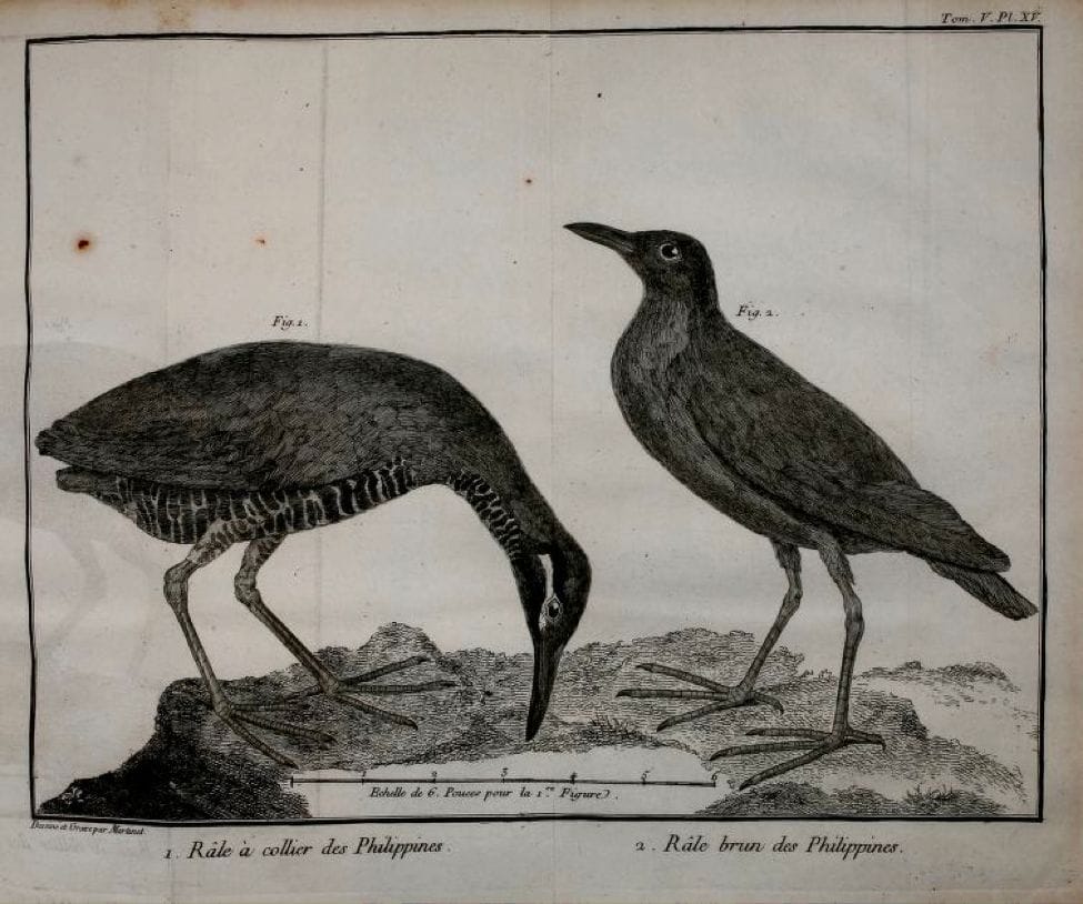 Brisson: (left) Rale a collier des Philippines (Barred Rail) ; (right) Rale brun des Philippines (Ruddy-breasted Crake)