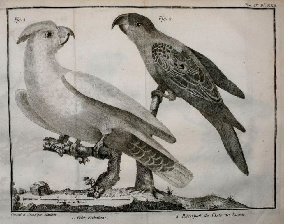 Brisson: (left) Petit Kakatoes (Philippine Cockatoo) ; (right) Perroquet de l’Isle de Luçon (Blue-naped parrot)