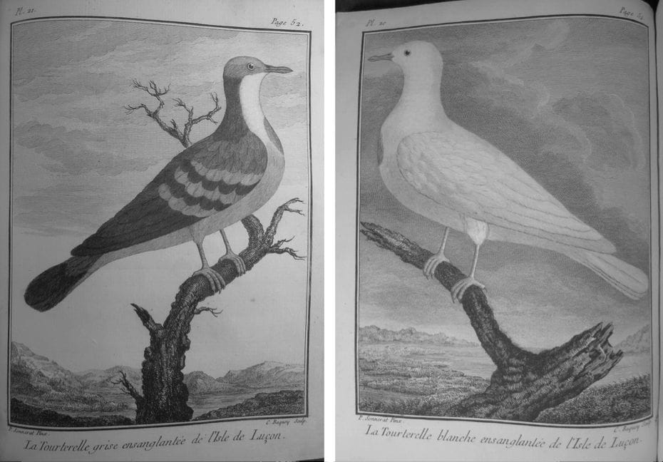 Sonnerat’s illustrations of Luzon Grey Bleeding Dove and Luzon White Bleeding Dove