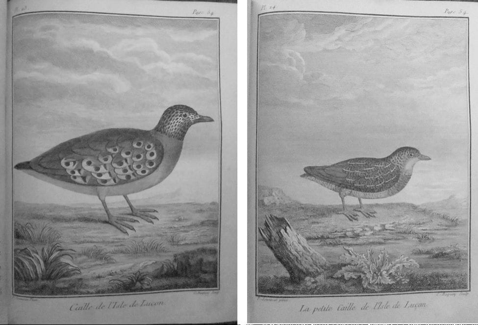 Sonnerat: (left) Caille de l’Isle de Luçon (Spotted Buttonquail) ; (right) La petite Caille de l’Isle de Luçon (King Quail)