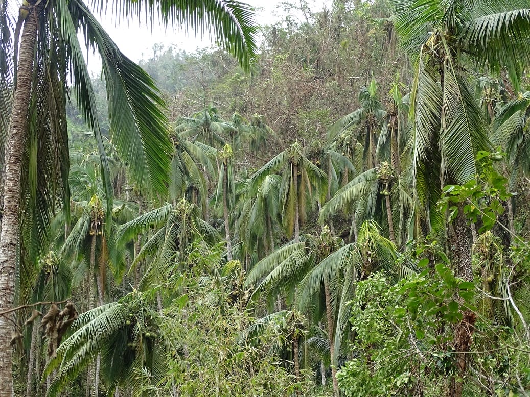 Damage to Maapon from Typhoon Glenda. Photo by Alexander Elias