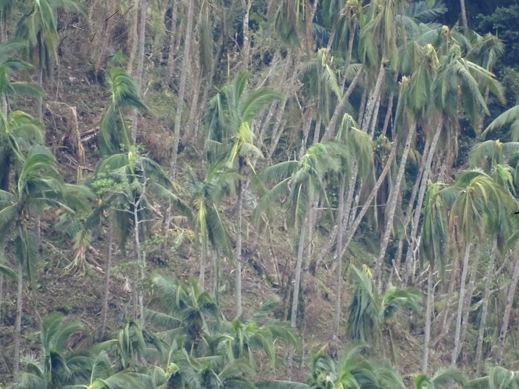 Damage to Maapon from Typhoon Glenda. Photo by Alexander Elias