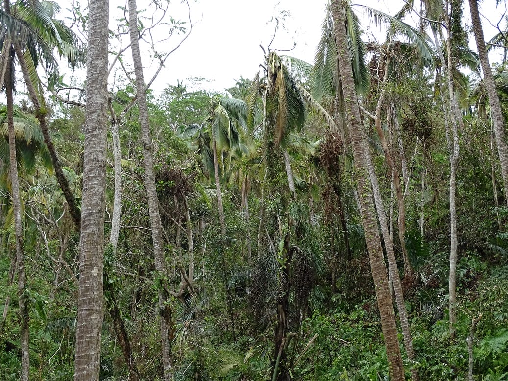 Even the coconut groves were full of secondary growth in between. Photo by Alexander Elias.