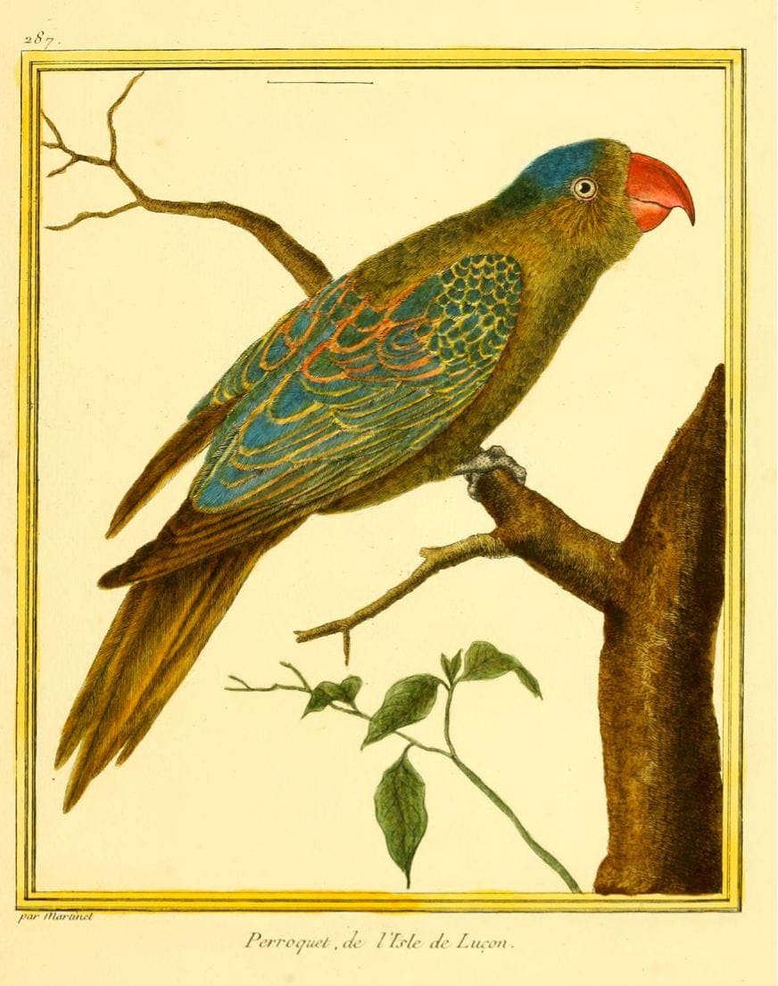 Buffon/Martinet: Perroquet, de l‘Isle de Luçon (Blue-naped Parrot)