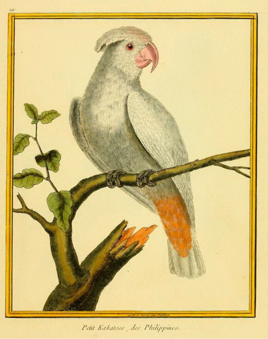 Buffon/Martinet: Petit Kakatoes, des Philippines (Philippine Cockatoo)