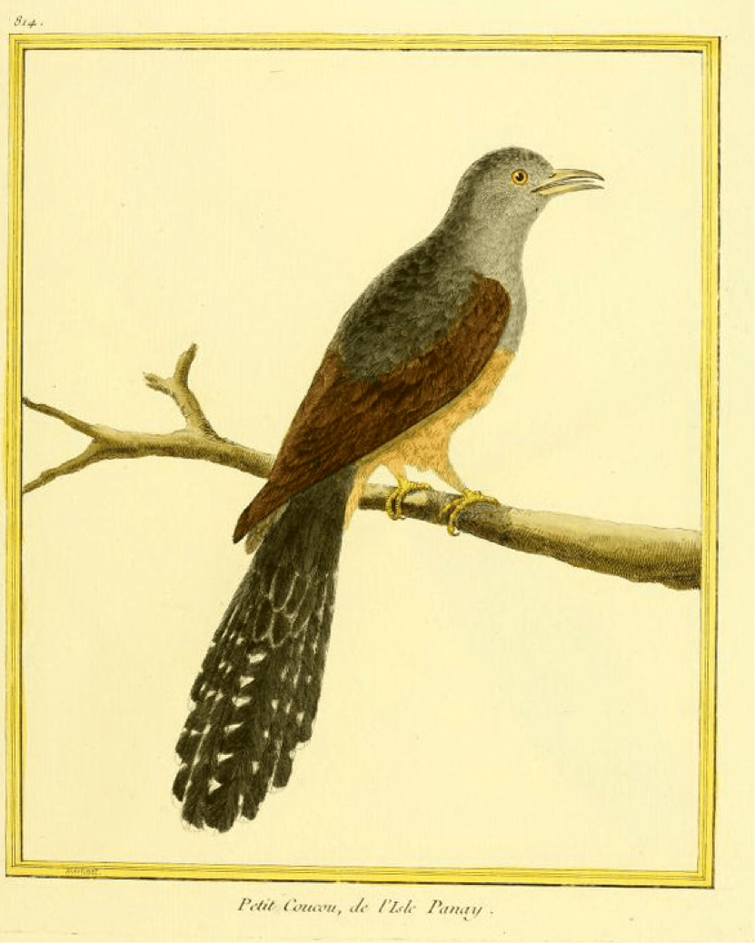 Buffon/Martinet: Petit Coucou, de l’Isle Panay (Plaintive Cuckoo)