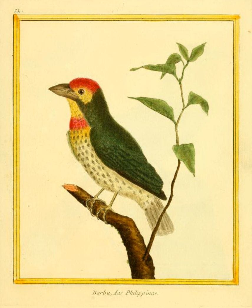 Buffon/Martinet: Barbu, des Philippines (Coppersmith Barbet)