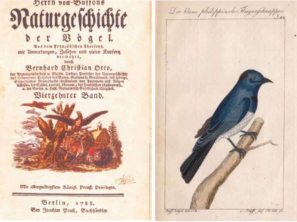 Naturgeschichte der Vögel: (left) title page of volume 15; (right) Der blaue philippinische Fliegenschnapper (literally Blue Philippine Flycatcher) - Black-naped Monarch