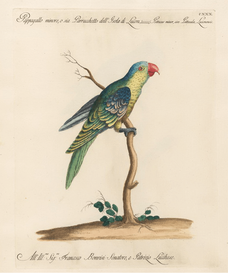 Saviero Manetti: Pappagallo minore, o sia Parrucchetto dell Isola di Lucon (Blue-naped Parrot)