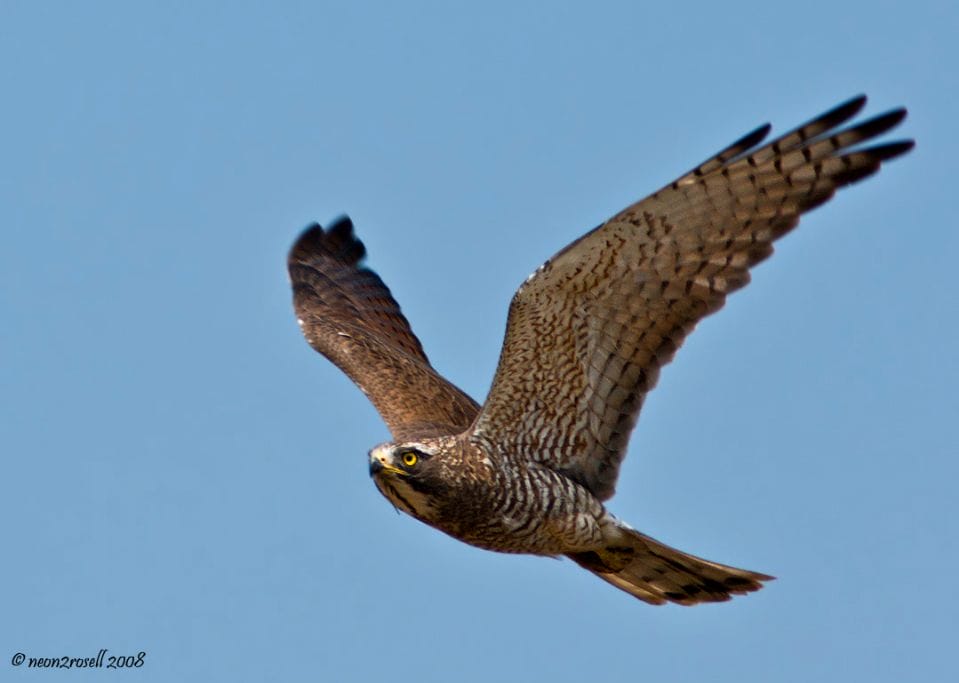 Grey-faced Buzzard by Neon Rosell II