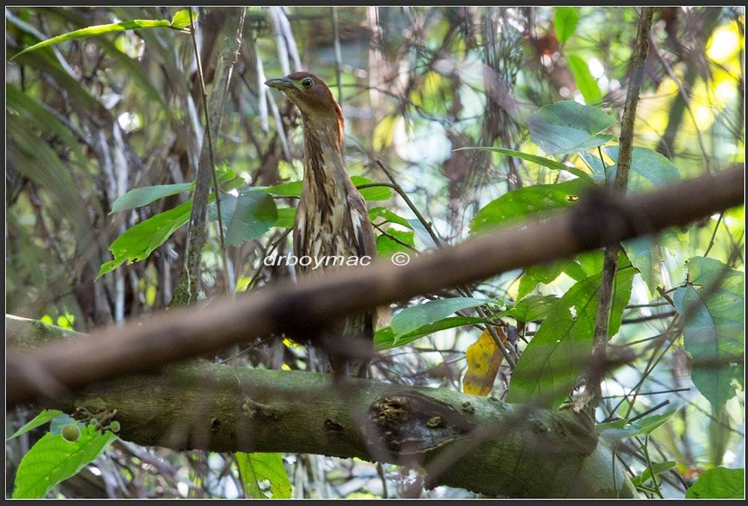 Japanese Night Heron by Clemn Macasiano