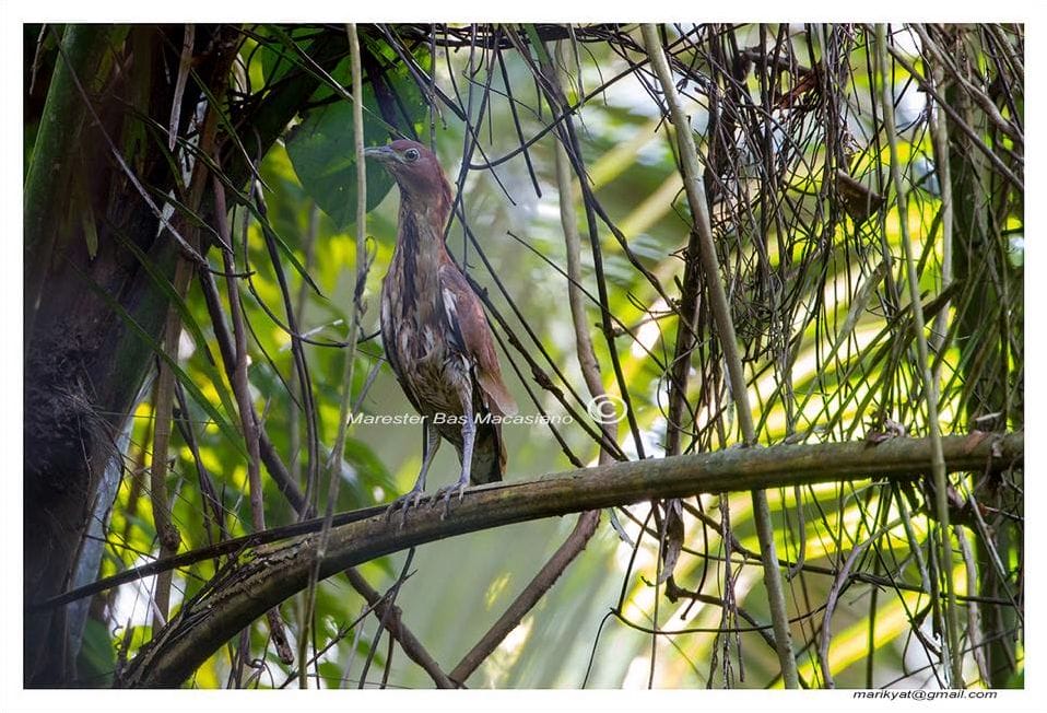 Japanese Night Heron by Marester Bas Macasiano