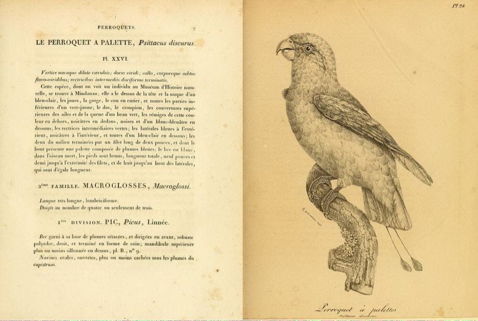 Vieillot’s Galerie des Oiseaux (1822): Blue-crowned Racket-tail