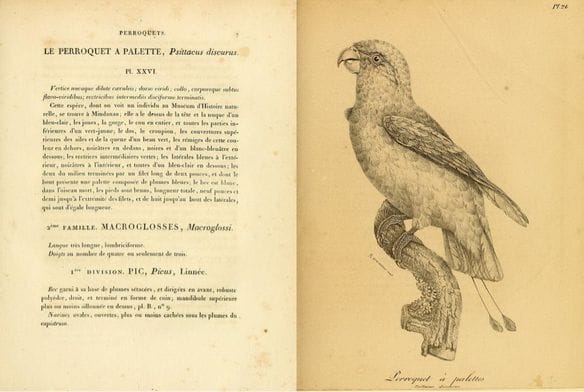 Vieillot’s Galerie des Oiseaux (1822): Blue-crowned Racket-tail