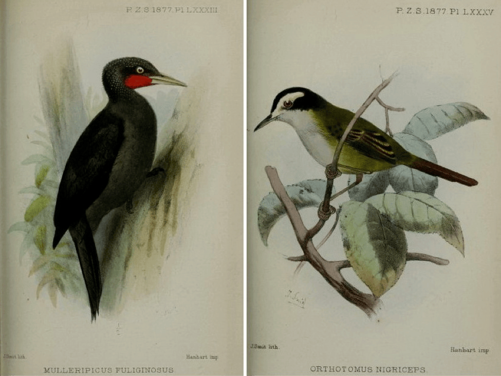 Walden’s On the Collection made by Everett in the Island of Mindanao (1877): Sooty Woodpecker and Black-headed tailorbird