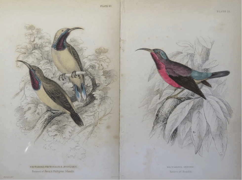 Jardine’s Natural History of Nectariniadae (1864): (left, top) Olive backed Sunbird with caption “Native of Philippine Islands”; (right) Purple-throated Sunbird with caption “Native of Manilla