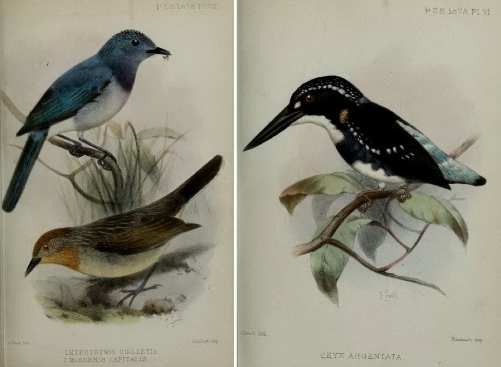 Walden’s On the Collection made by Everett in the Island of Dinagat (1878): Celestial Monarch, Rusty-crowned babbler and Silvery Kingfisher