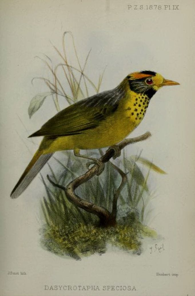 Walden’s On a new Philippine Genus and Species of Bird (1878): Flame-tempered Babbler