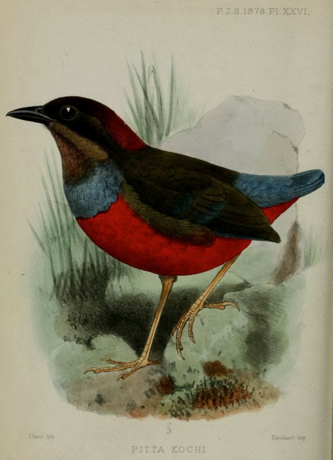 Walden’s On some Luzon Birds in the Museum at Darmstadt (1878): Whiskered Pitta