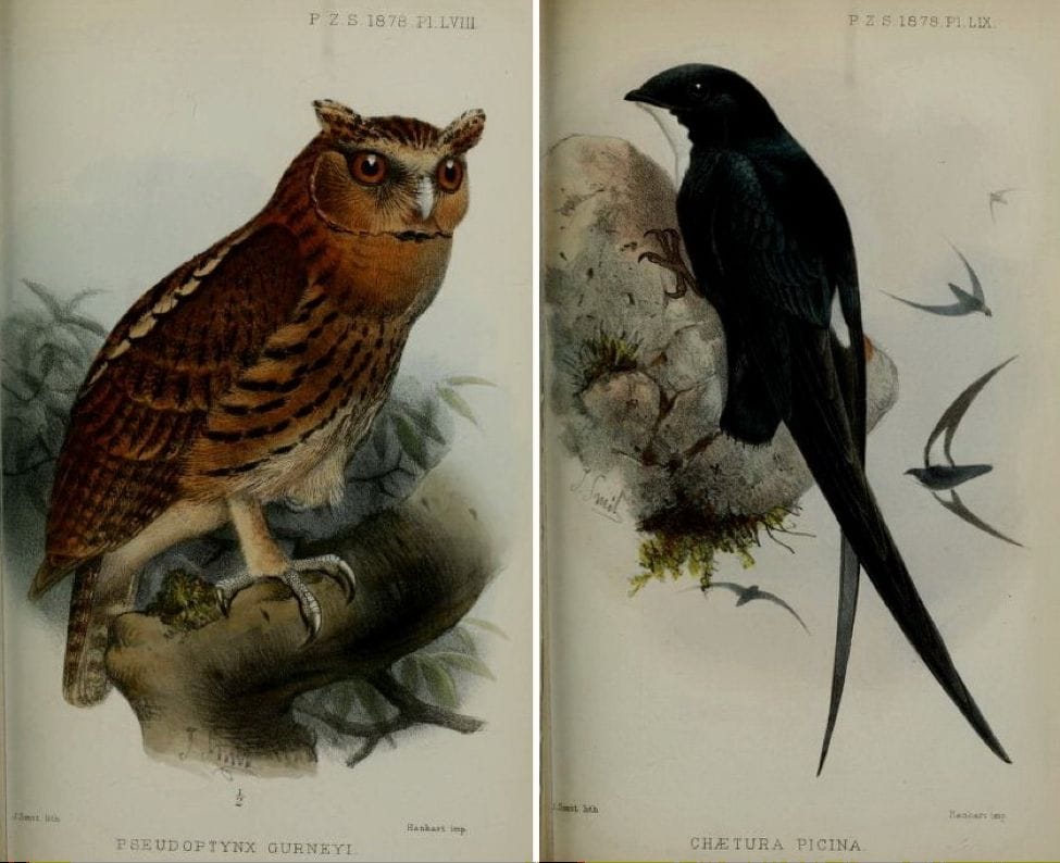 Walden’s On the Collection made by Everett at Zamboanga (1878): Giant Scops Owl and Philippine Spine-tailed Swift