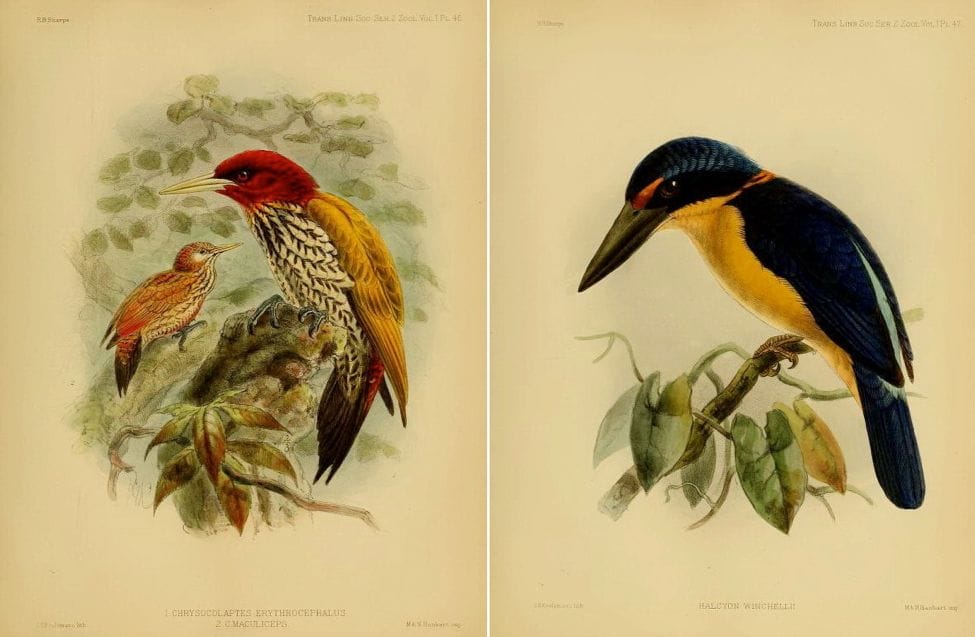Sharpe’s On the Birds collected by Professor Steere in the Philippine Archipelago (1877): Red-headed Flameback and Rufous-lored Kingfisher