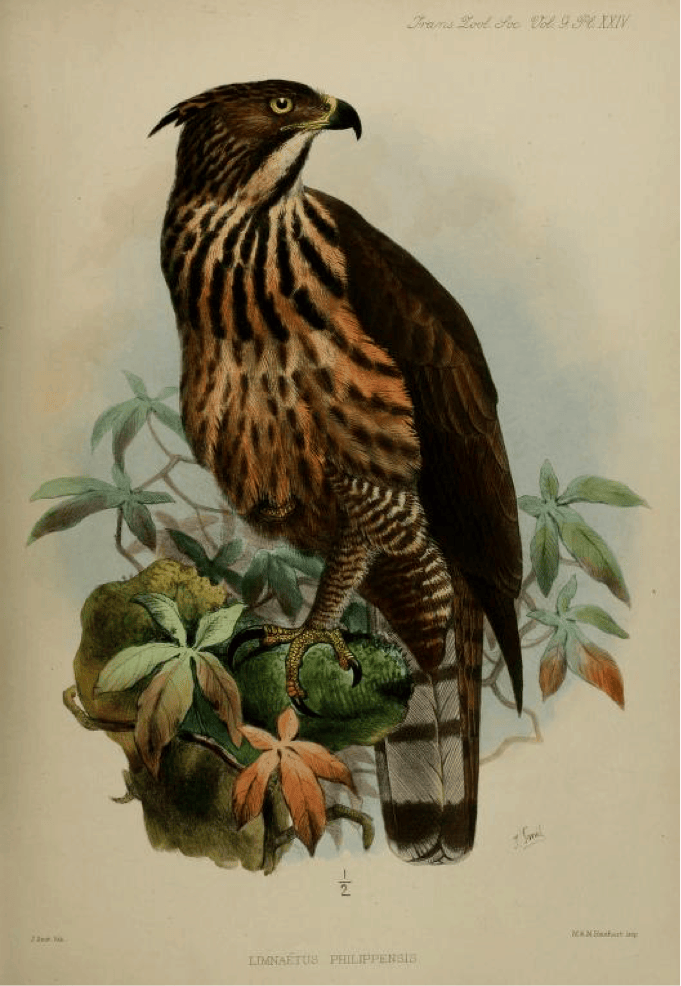 Walden’s A List of Birds known to inhabit the Philippine Archipelago (1875): Philippine Hawk-Eagle