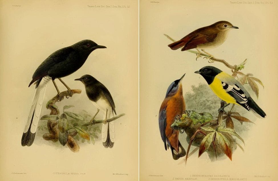 Sharpe’s On the Birds collected by Professor Steere in the Philippine Archipelago (1877): White-vented Shama; Little Slaty Flycatcher, Palawan Tit and Sulphur-billed Nuthatch