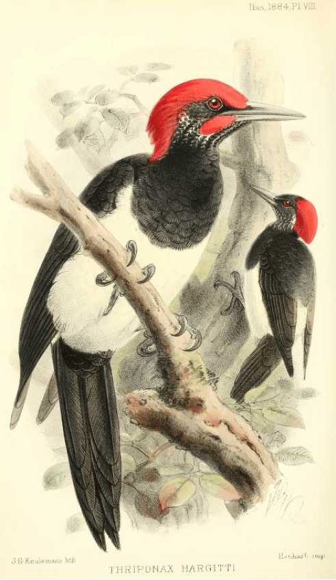 Sharpe’s On a Collection of Birds made in Southern Palawan by Mr. Lempriere, The ibis (1884): White-bellied Woodpecker