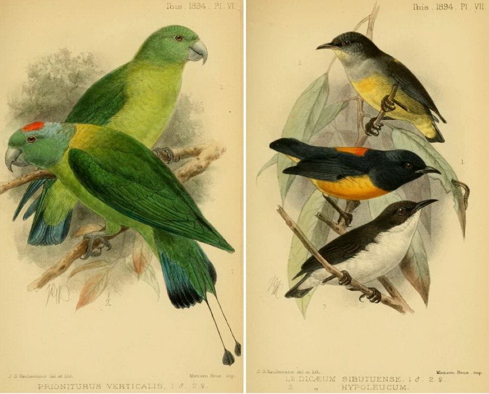 Sharpe’s On a Collection of Birds sent by Mr. Alfred H. Everett from the Sulu Archipelago (1894): Blue-winged Racket-tail; Orange-bellied Flowerpecker (male and female) and Buzzing Flowerpecker