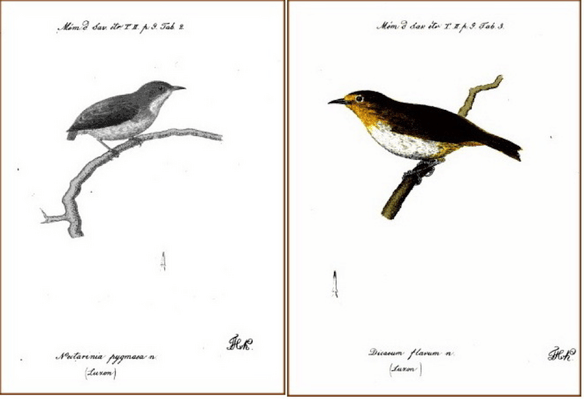 Kittlitz’ Birds of Luzon (1835): (left) Pygmy Flowerpecker; (right) Lowland White-eye