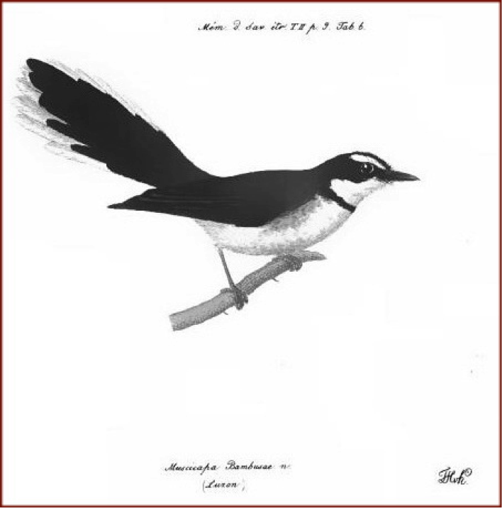 Kittlitz’ Birds of Luzon (1835): Philippine Pied Fantail