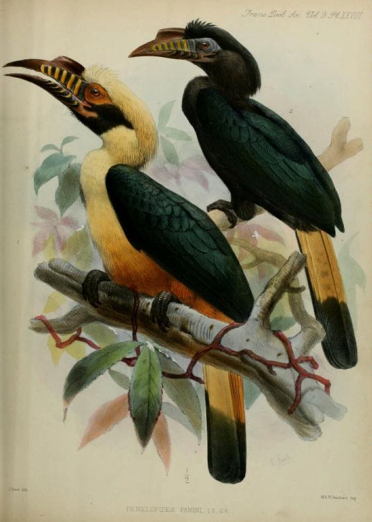 Walden’s: A List of Birds known to inhabit the Philippine Archipelago (1875): Visayan Hornbill