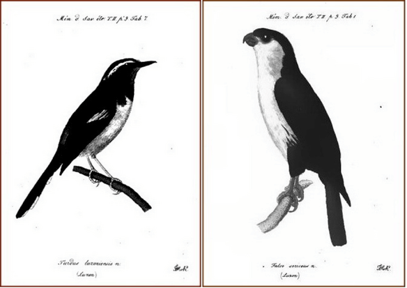 Kittlitz’ Birds of Luzon (1835): (left) White-browed Shama; (right) Philippine Falconet