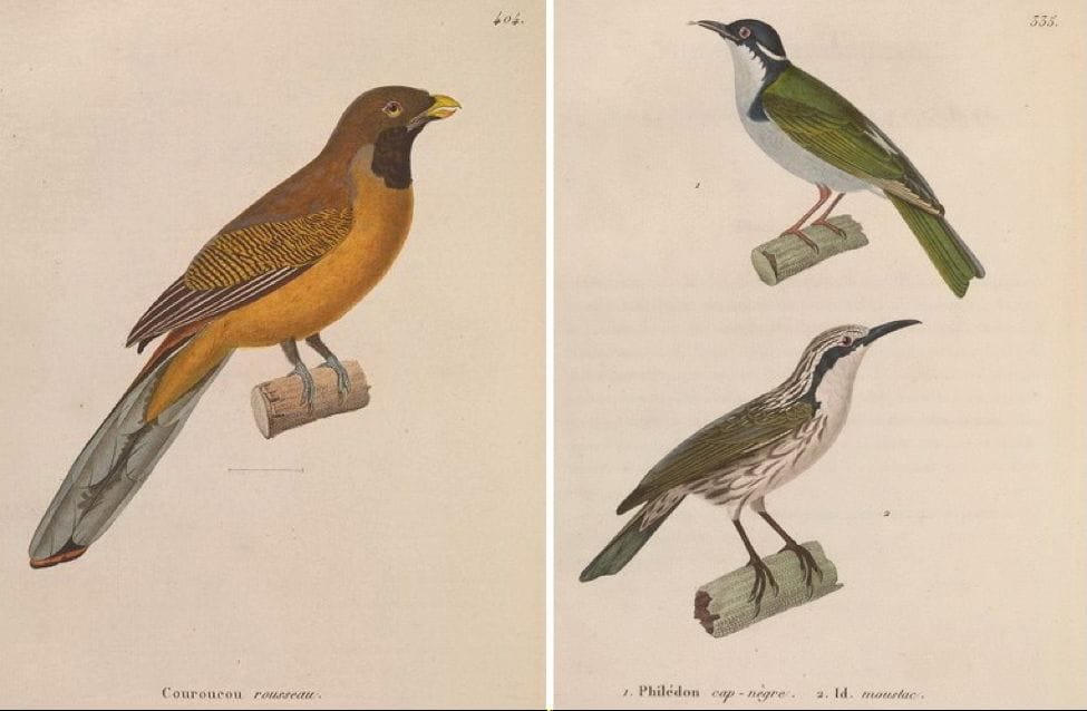 Temminck’ s Nouveau recueil (1838): Philippine Trogon and (bottom right) Stripe-headed Rhabdornis