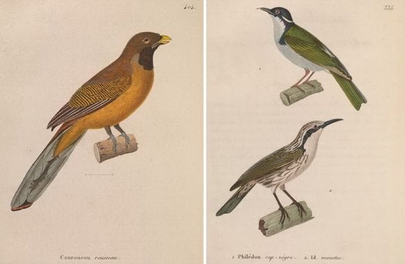 Temminck’ s Nouveau recueil (1838): Philippine Trogon and (bottom right) Stripe-headed Rhabdornis