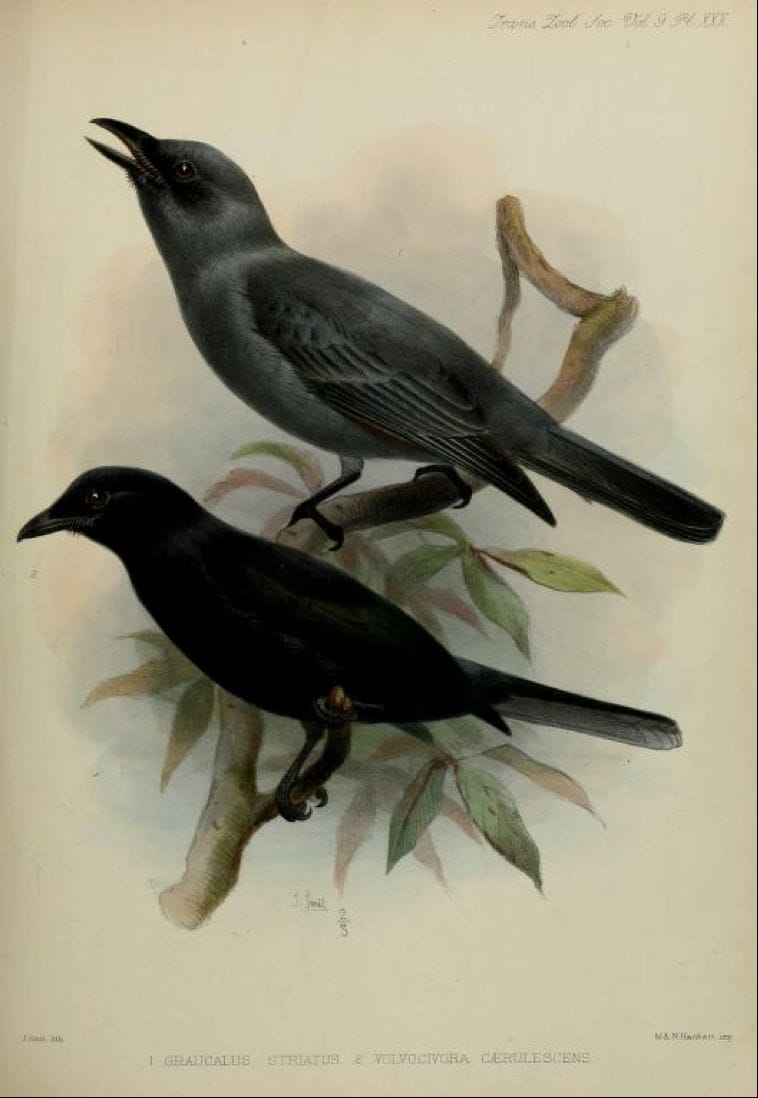 Walden’s A List of Birds known to inhabit the Philippine Archipelago (1875): Bar-bellied Cuckooshrike and Blackish Cuckooshrike