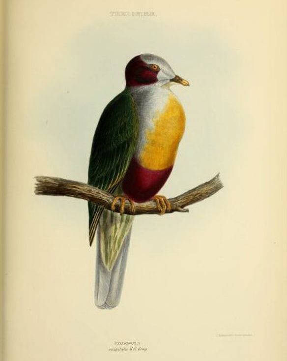 Gray’s Genera of Birds (1849): Yellow-breasted Fruit Dove