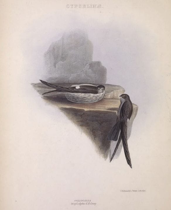 Gray’s Genera of Birds (1849): Pygmy Swiftlet